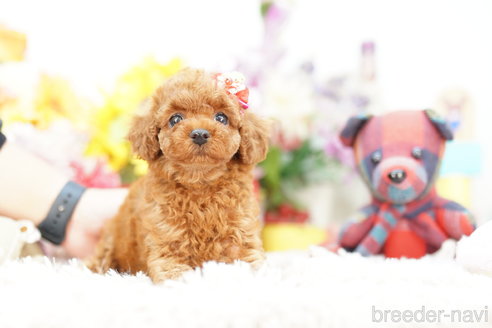 成約済の埼玉県のトイプードル-267316の3枚目