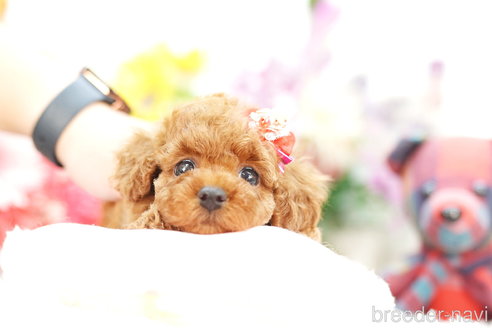 成約済の埼玉県のトイプードル-267316の2枚目