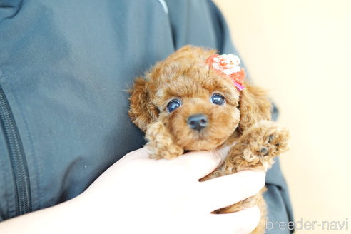 成約済の埼玉県のトイプードル-267316