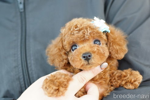 成約済の埼玉県のトイプードル-267320の3枚目