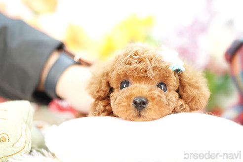 成約済の埼玉県のトイプードル-267320の2枚目