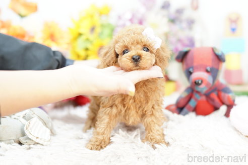 成約済の埼玉県のトイプードル-267330の3枚目