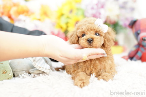 成約済の埼玉県のトイプードル-267330の2枚目