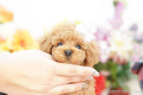 成約済の埼玉県のトイプードル-267330の1枚目