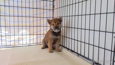 成約済の茨城県の柴犬-262058の1枚目