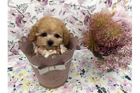 販売中の香川県のティーカッププードル-262100