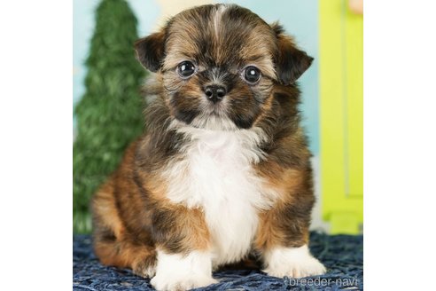 成約済の千葉県のミックス犬-262428の1枚目