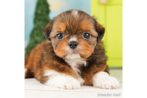 成約済の千葉県のミックス犬-262160の3枚目
