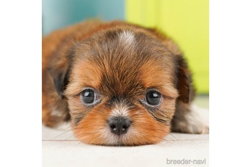 成約済の千葉県のミックス犬-262160の1枚目