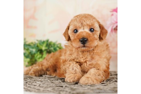 成約済の千葉県のタイニープードル-262162の1枚目
