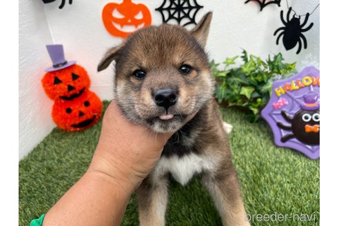 成約済の広島県の柴犬-267378の4枚目