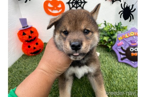 成約済の広島県の柴犬-267378の5枚目
