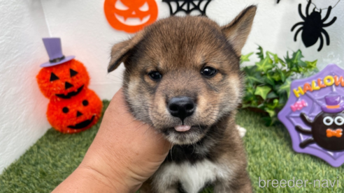 成約済の広島県の柴犬-267378の2枚目