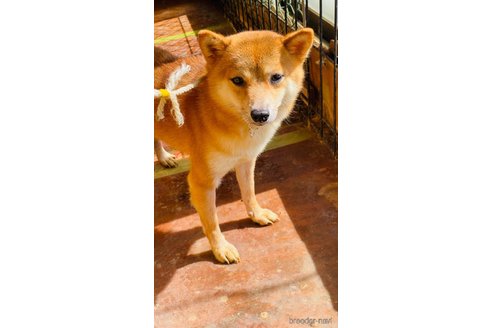 成約済の茨城県の豆柴-267381の2枚目