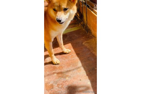 成約済の茨城県の豆柴-267381の3枚目