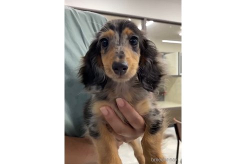 成約済の福岡県のカニンヘンダックスフンド(ロングヘアード)-253038の5枚目