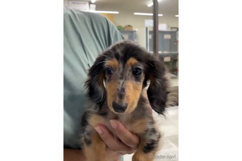 成約済の福岡県のカニンヘンダックスフンド(ロングヘアード)-253038の6枚目