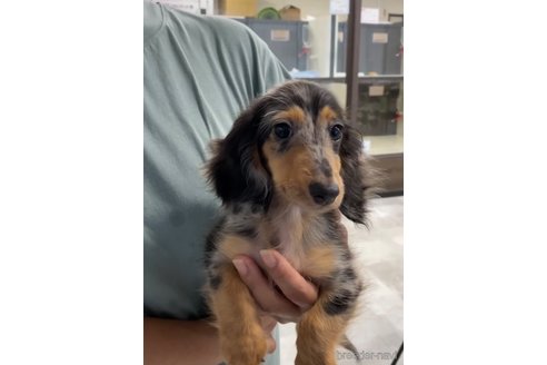 成約済の福岡県のカニンヘンダックスフンド(ロングヘアード)-253038の8枚目