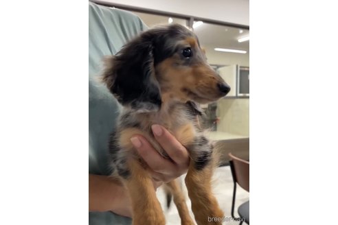 成約済の福岡県のカニンヘンダックスフンド(ロングヘアード)-253038の9枚目