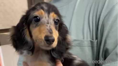 成約済の福岡県のカニンヘンダックスフンド(ロングヘアード)-253038の4枚目