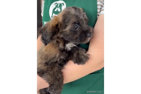 成約済の福岡県のミックス犬-263806の4枚目