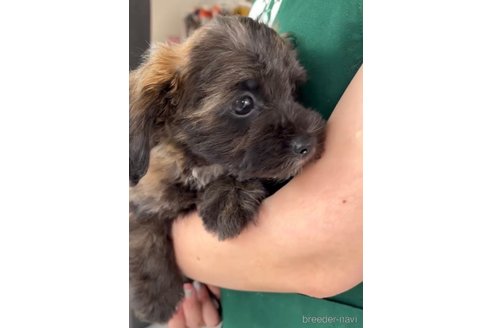 成約済の福岡県のミックス犬-263806の3枚目