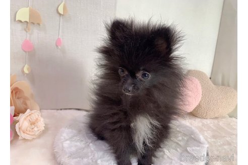 成約済の東京都のポメラニアン-255280の19枚目