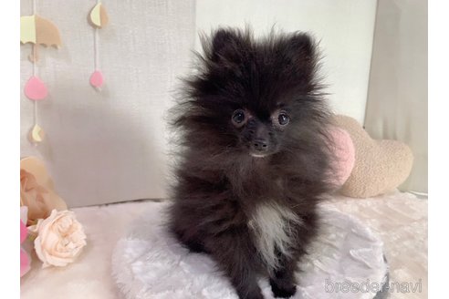 成約済の東京都のポメラニアン-255280の17枚目