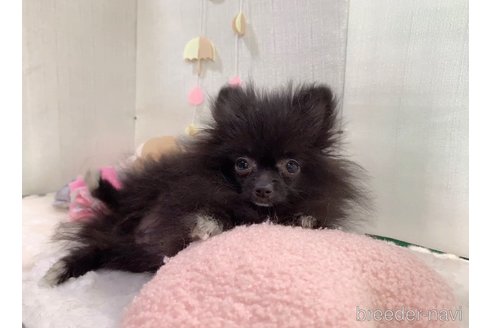 成約済の東京都のポメラニアン-255280の14枚目