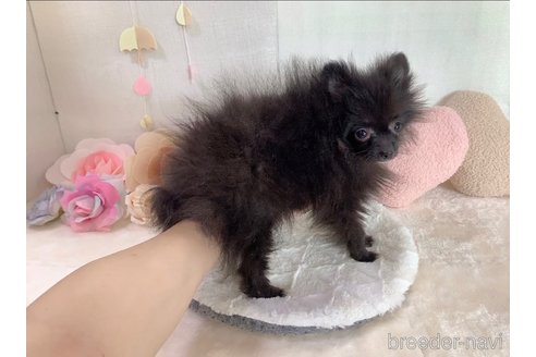 成約済の東京都のポメラニアン-255280の10枚目