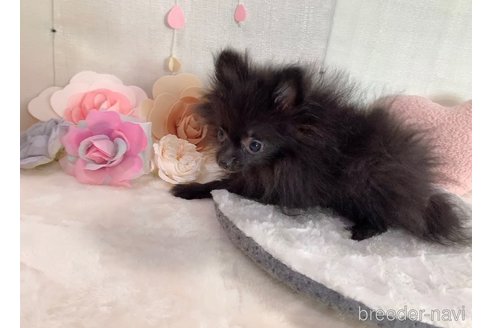 成約済の東京都のポメラニアン-255280の11枚目