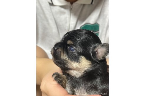 成約済の福岡県のチワワ(ロングコート)-266165の19枚目