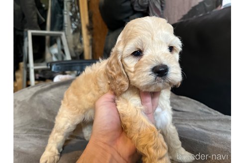 成約済の茨城県のコッカプー:アメリカンコッカースパニエル×トイプードル-267452の7枚目
