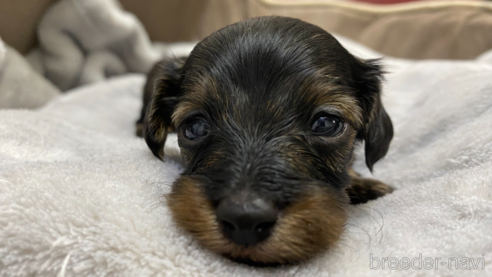 成約済の岡山県のミックス犬-267463の1枚目