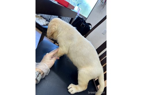 成約済の千葉県のラブラドールレトリーバー-267508の11枚目