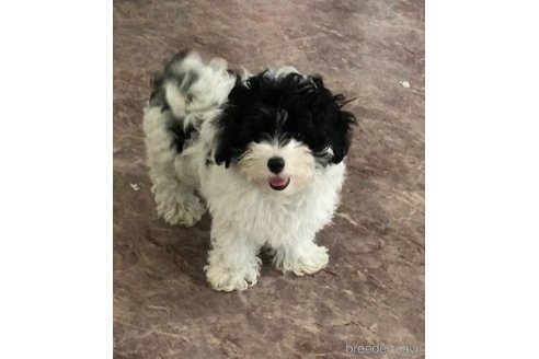 成約済の愛媛県のミックス犬-255294の4枚目