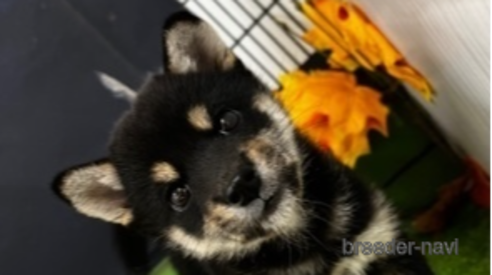 成約済の北海道の柴犬-264754の3枚目