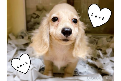 成約済の東京都のミニチュアダックスフンド(ロングヘアード)-261833の5枚目