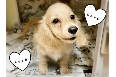 成約済の東京都のミニチュアダックスフンド(ロングヘアード)-261833の6枚目