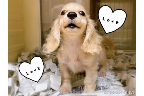 成約済の東京都のミニチュアダックスフンド(ロングヘアード)-261833の2枚目