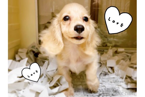 成約済の東京都のミニチュアダックスフンド(ロングヘアード)-261833の3枚目