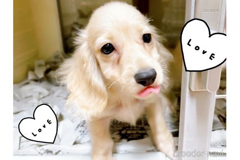 成約済の東京都のミニチュアダックスフンド(ロングヘアード)-261833の4枚目