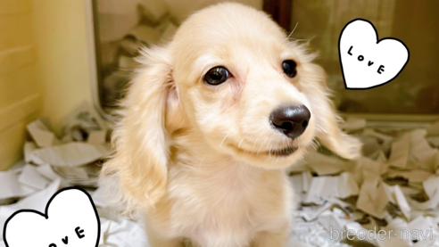 成約済の東京都のミニチュアダックスフンド(ロングヘアード)-261833の1枚目