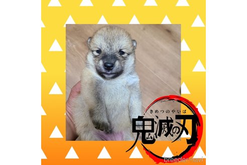 成約済の徳島県の柴犬-267550の13枚目