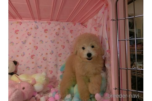 販売中の富山県のトイプードル-254580