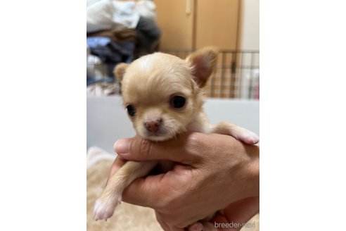 成約済の千葉県のチワワ(ロングコート)-265092の61枚目