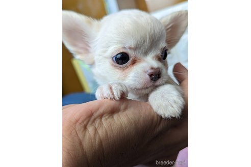 成約済の福岡県のチワワ(ロングコート)-267576の2枚目