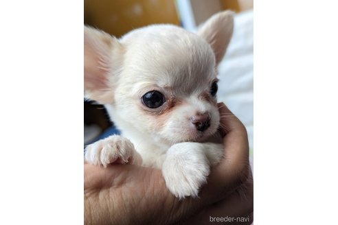 成約済の福岡県のチワワ(ロングコート)-267576の3枚目