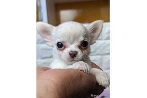 成約済の福岡県のチワワ(ロングコート)-267576