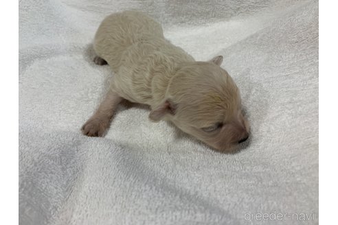 成約済の岐阜県のミックス犬-266487の17枚目